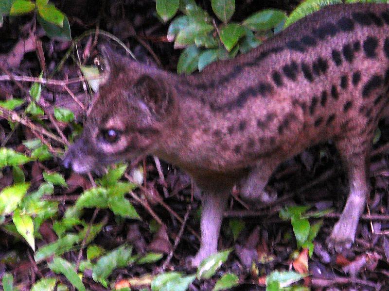 762 Civet cat